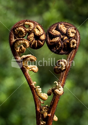 A heart formed from  ponga frond korus, a natural symbol of love.