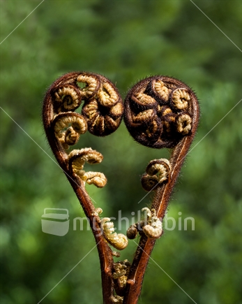 A heart formed from ponga frond korus, a natural symbol of love.  See also #mychillybin102272_11.