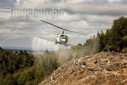 Helicopter spraying felled forestry land, ready for replanting of pines.