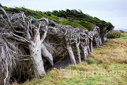 A windswept hedge on the southern west coast of New Zealand