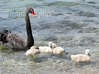 A black swan looks after her babies.