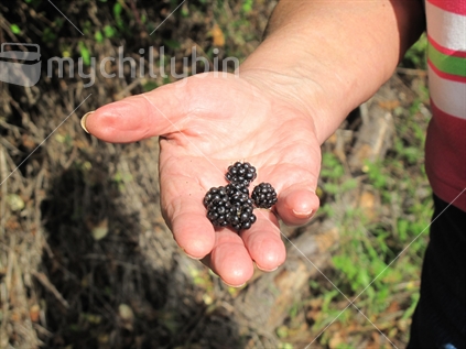 A handful of wild blackberries picked from the New Zealand roadside