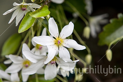 A white native clematis flowering in the spring.