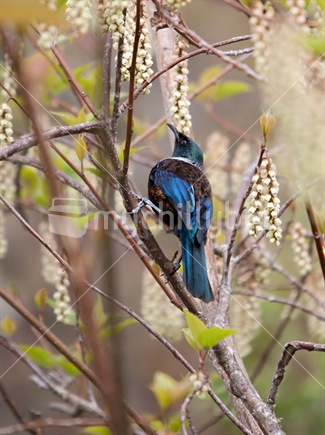 A tui sitting in a spring flowering bush showing its vibrant colour.