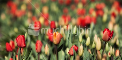 A bed of red tulips just starting to flower.