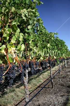 Red wine grapes ripening in sunny Hawkes Bay, just about ready for harvest.