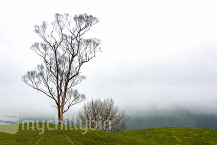 A lone gum tree in a farm paddock is illuminated by a wall of fog behind it.