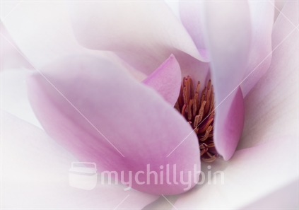 A beautiful pink magnolia flower showing the centre stames.