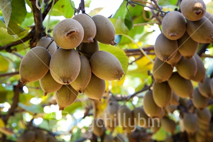 An abundant crop of gold kiwifruit ready for picking and export.