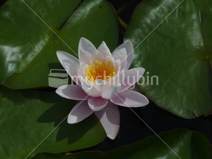 Water Lily; open in the New Zealand sun.