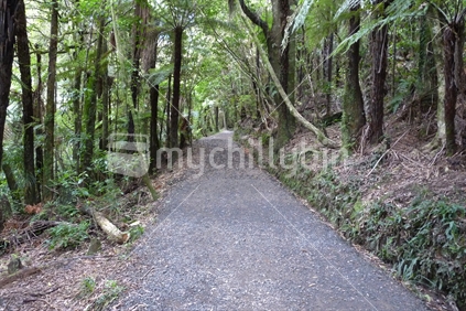 Bush Walk to Bridal Veil Falls, Raglan