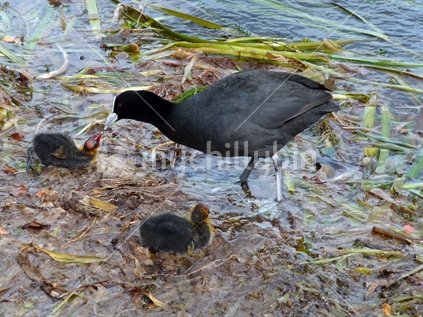 Mother tending chick 2; Australasian Coots on the edge of Lake Pupuke, Takapuna, New Zealand
