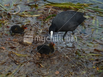 Mother tending chick; Australasian Coots on the edge of Lake Pupuke, Takapuna, New Zealand