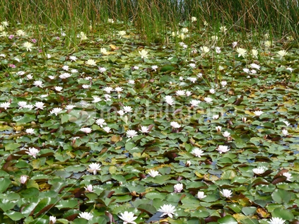 Water Lilies Lake Pupuke, Takapuna