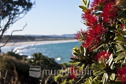 Pohutukawa Flowers with New Zealand's Waipu Cove surf beach (out-of-focus) in background.