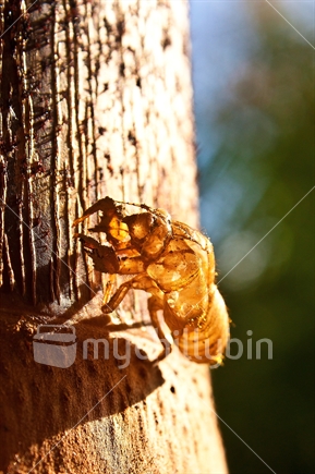 Dried cicada skin on tree trunk