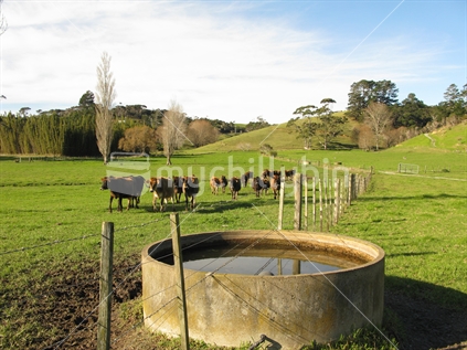 Jersey yearlings head to trough, New Zealand