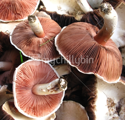 Wild mushrooms in New Zealand farm field; freshly picked!