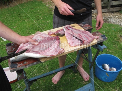 Cutting open New Zealand Kahawai fish to prepare for cooking