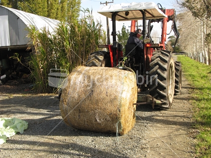 Loading large hay bale onto tractor arms on New Zealand farm.