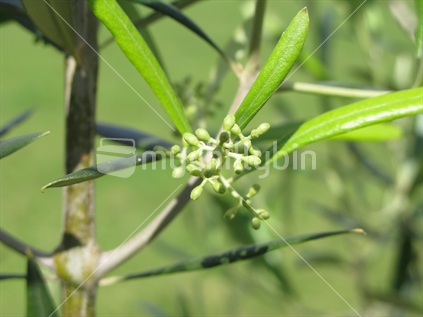 Young olives developing on tree.