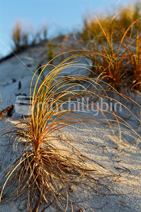 Grass on New Zealand beach sand dune