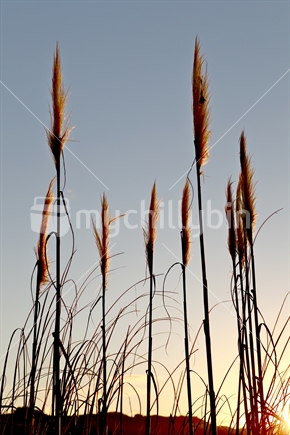 Vertical pampas grass stalks in New Zealand sunset