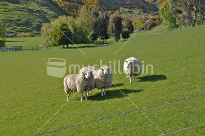 Three sheep in pasture, with barbed wire fence in foreground, New Zealand.