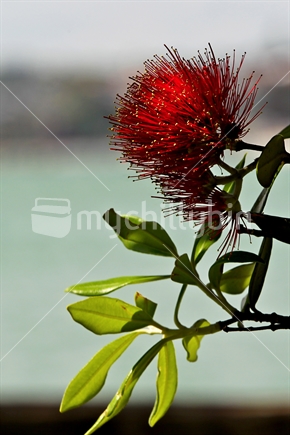 Single Pohutukawa blossom, near water
