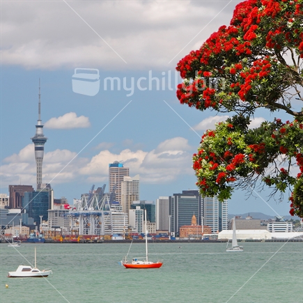 Looking from Devonport toward Auckland city across the harbour, with Pohutukawa in bloom the in foreground