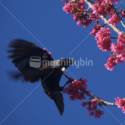 New Zealand Tui flying near Cherry Blossom
