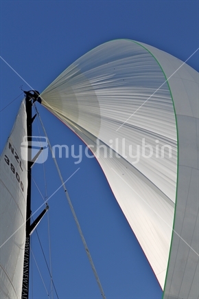 Billowed mainsail against blue sky; with man up the mast. NZL 3900