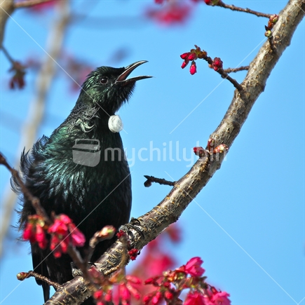 Tui in full voice on cherry blossom tree in spring
