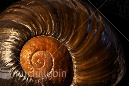 Close up of the spiral on a New Zealand native land snail