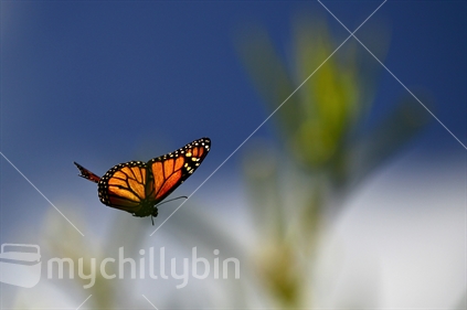 Monarch butterfly - flying against blurred plant