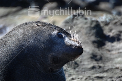 New Zealand Fur Seal 