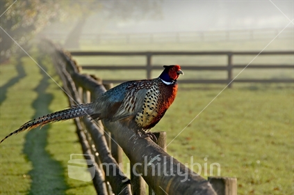 Cock Golden Pheasant perched on rail fence in early morning light