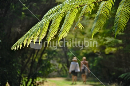 Two women walking - focus on fern