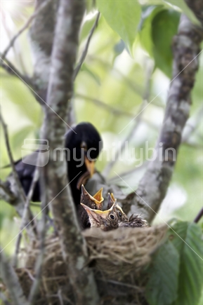 Mother blackbird feeds 3 chicks in nest