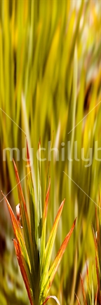 Spiked variegated grasses, against a blurred background