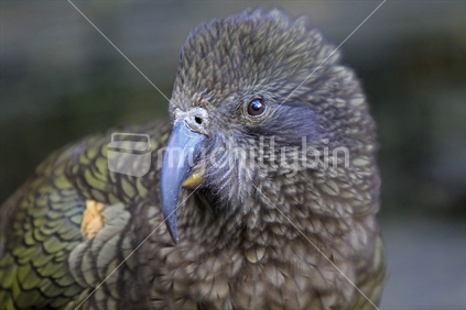Native bird the kea a mountain parrot - carnivore and cheeky - harmful to sheep on farms