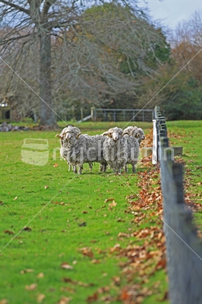 Sheep farming - merino breed rams standing near fence line - wool and meat