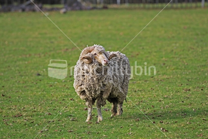 Sheep farming - merino breed ram - wool and meat on grass on farm