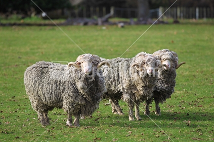 Sheep farming - merino breed rams - wool and meat on grass on farm