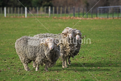 Sheep farming - merino breed rams - wool and meat on grass on farm