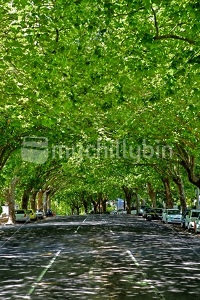 Ponsonby Auckland - city street encased in leaves