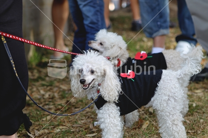 Two Poodles dressed for Anzac Day in New Zealand