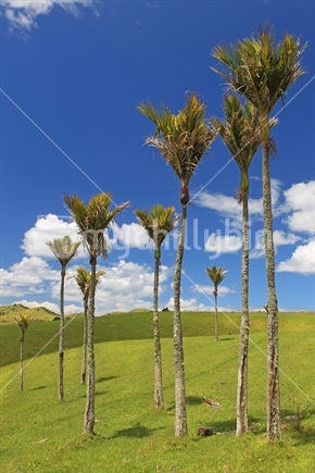 Native Nikau palm trees on rural / farm land
