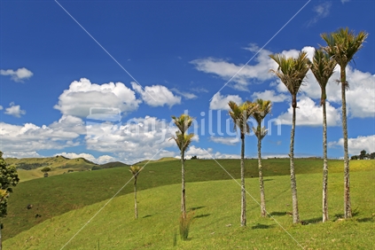 Native nikau palm trees on farm