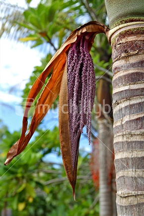 Native New Zealand Nikau Palm Tree in flower